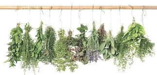 hanging herbs